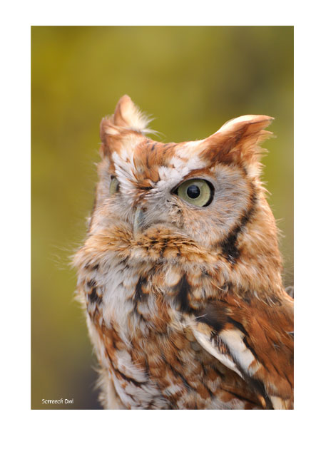 Eastern Screech Owl